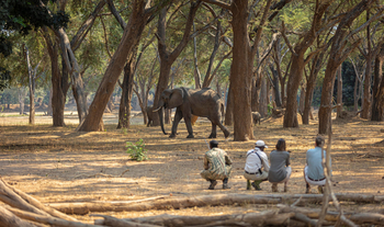 Royal Zambezi Lodge: Beobachtung eines Elefanten