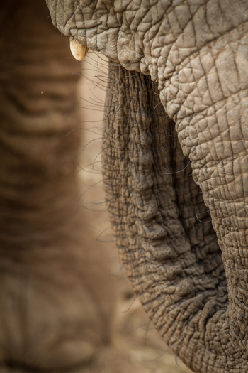 Saruni Samburu: Reteti Elephan Sanctuary