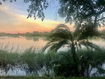 Shametu River Lodge: Palme