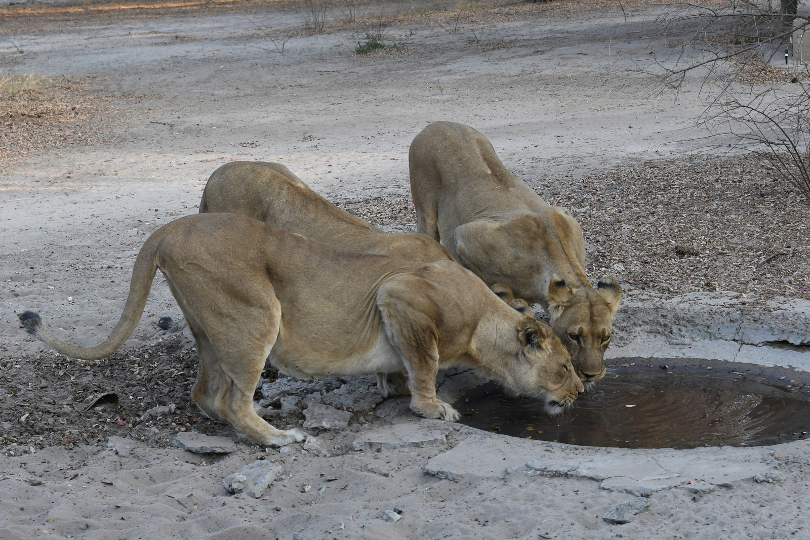 The Dune Camp The Dune Camp: Löwen am Wasserloch