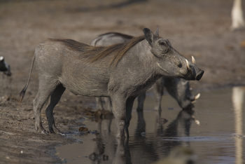 The Hide: Warzenschweine