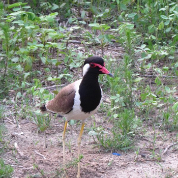 The Wildflower Resort The Wildflower Resort: Kiebitz