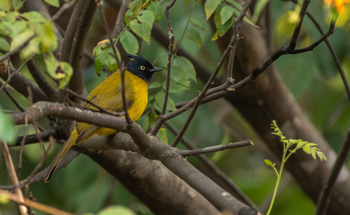 Vanghat: Yellow-browed Bulbul