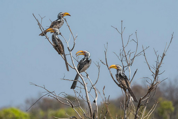 Verney's Camp: Gelbschanbeltokos