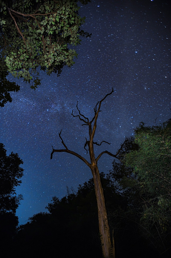 Waghoba Eco Lodge: Sternenhimmel über Tadoba