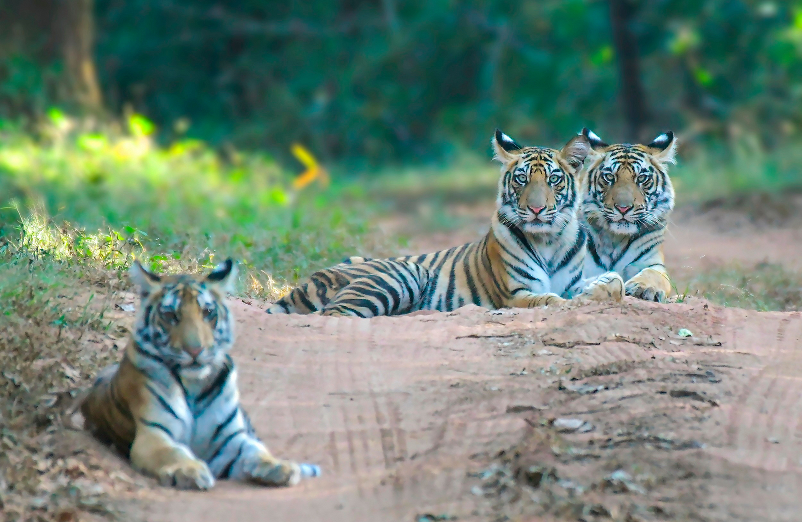 Bandhavgarh Jungle Lodge Bandhavgarh Jungle Lodge: Junge Tiger