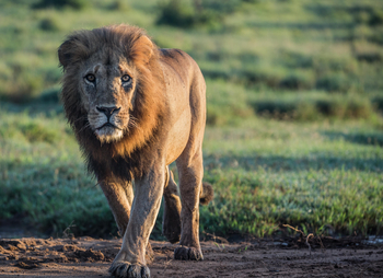 Borana Lodge Borana Lodge: Löwe Nahaufnahme