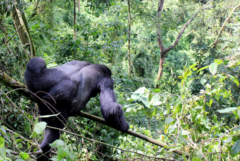 Buhoma Lodge: Kletterkunst