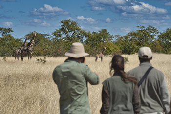 Camp Hwange: Giraffen