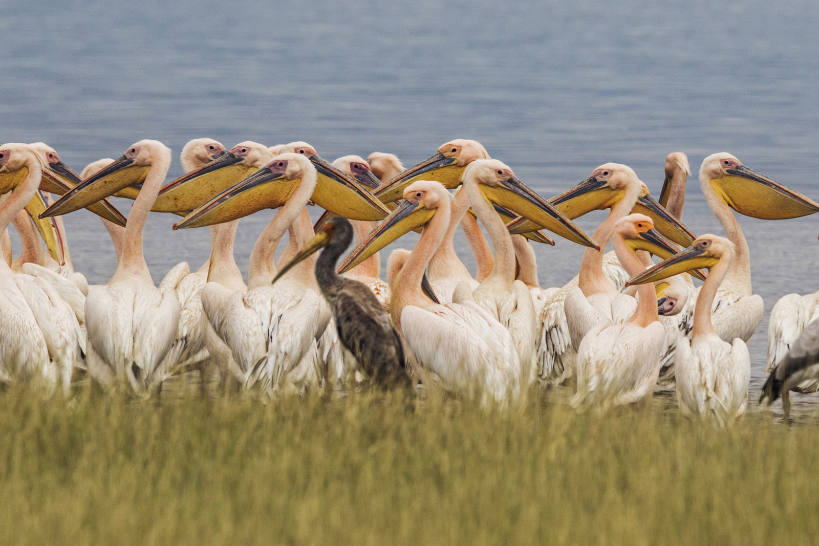 Chem Chem Lodge Chem Chem Lodge: Pelikane