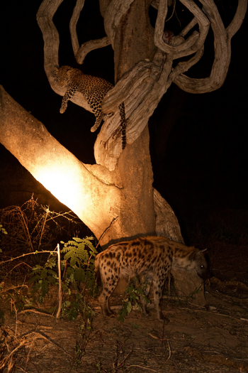 Tusk and Mane Safaris Tusk and Mane Safaris: Leopard und Hyäne