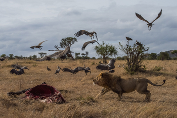 Cottar's 1920s Safari Camp: Löwe verteidigt Beute