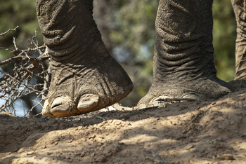Damaraland Camp: Elefantenfüße