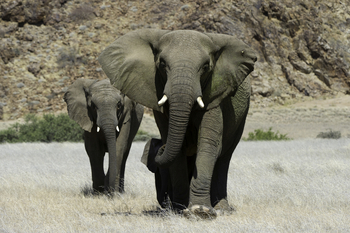 Doro Nawas Camp Doro Nawas Camp: Wüstenelefant