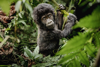 Erebero Hills: Gorilla Baby