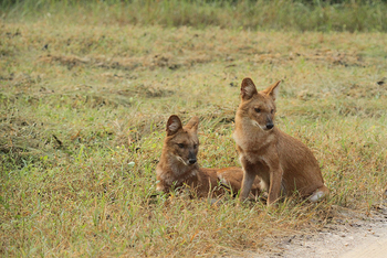 Flame of the Forest Safari Lodge: Wildhundpärchen