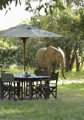 Flatdogs Camp: Essen und Trinken