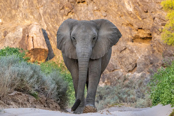 Hoanib Elephant Camp: Elefantenkuh