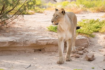 Hoanib Elephant Camp: Wüstenlöwe