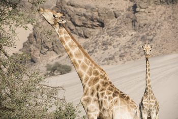 Hoanib Skeleton Coast Camp: Futter für die Giraffen