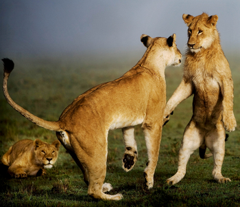 Karen Blixen Camp: Löwenspiel