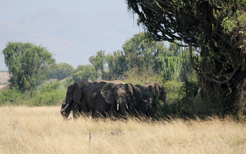 Kasenyi Safari Camp: Elefantenherde