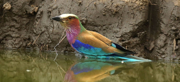 Kavinga Safari Camp: Lilac Breasted Roller