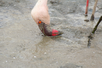 Lake Nakuru Sopa Lodge Lake Nakuru Sopa Lodge: Lesser Flamingo