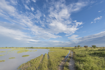 Leopard Plains: Flache Flut in den Nxai Pans