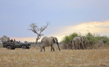 Lion Camp Lion Camp: Elefanten