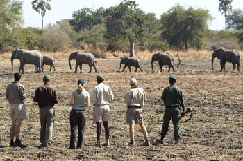 Luangwa Bush Camping Luangwa Bush Camping: Walking Safari