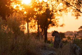 Mokolwane Camp: Leopard