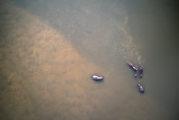 Molori Mashuma: Nilpferede Luftbild