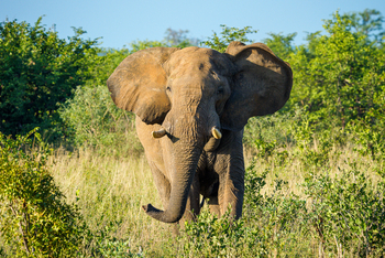 Muddy Teak Camp: Elefant von vorne