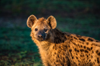 Nokanyana Camp: Hyäne