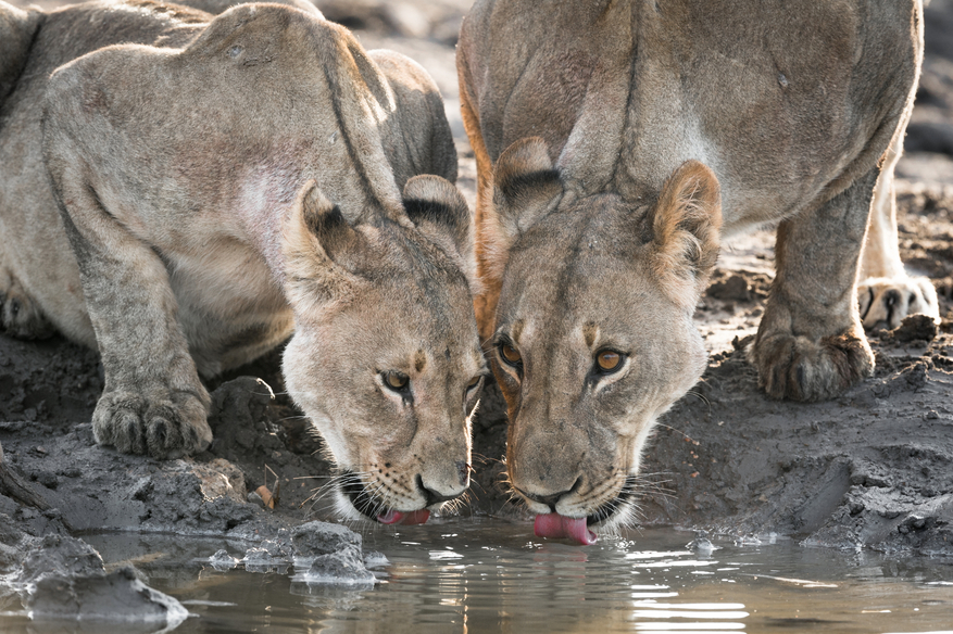 Anderssons At Ongava