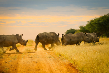 Otjiwa Mountain Lodge: Breitmaulnashörner