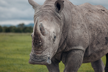 Porini Rhino Camp: Nashornbegegnng