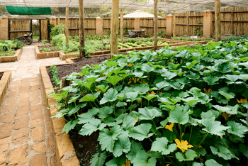 Sanctuary Olonana Sanctuary Olonana: Pflanzen im Gemüsegarten