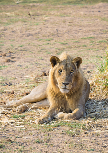 Sausage Tree Camp: Ruhender Löwe