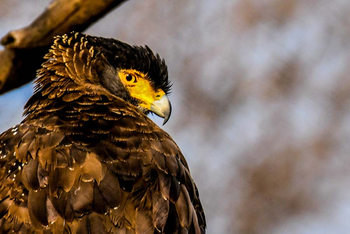 Sawai Vilas: Eastern Imperial Eagle