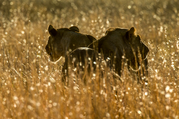 Selinda Explorers Camp Selinda Explorers Camp: Löwen im hohen Gras