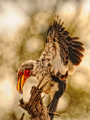 Somalisa Acacia Camp Somalisa Acacia Camp: Gelbschnabeltoko