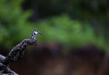 Sungani Lodge Sungani Lodge: Pied Kingfisher