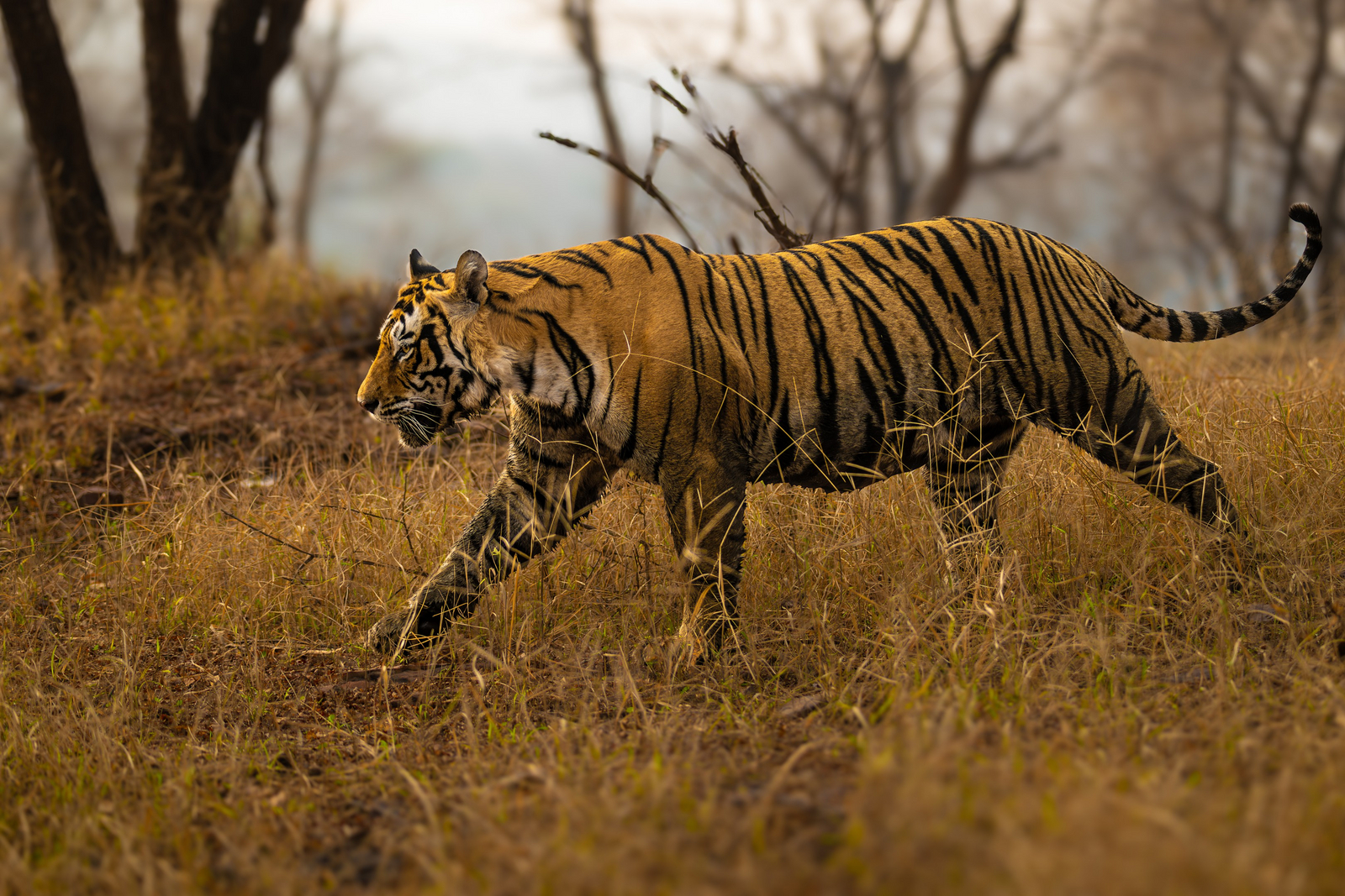 TUTC Sawai Shivir TUTC Sawai Shivir: Tiger auf der Pirsch