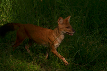 Tathastu Resort Pench: Dhole