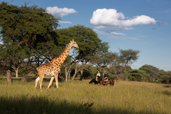 Thamo Telele: Pfere und Giraffe