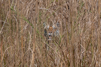 The Oberoi Vindhyavilas Wildlife Resort: Tiger