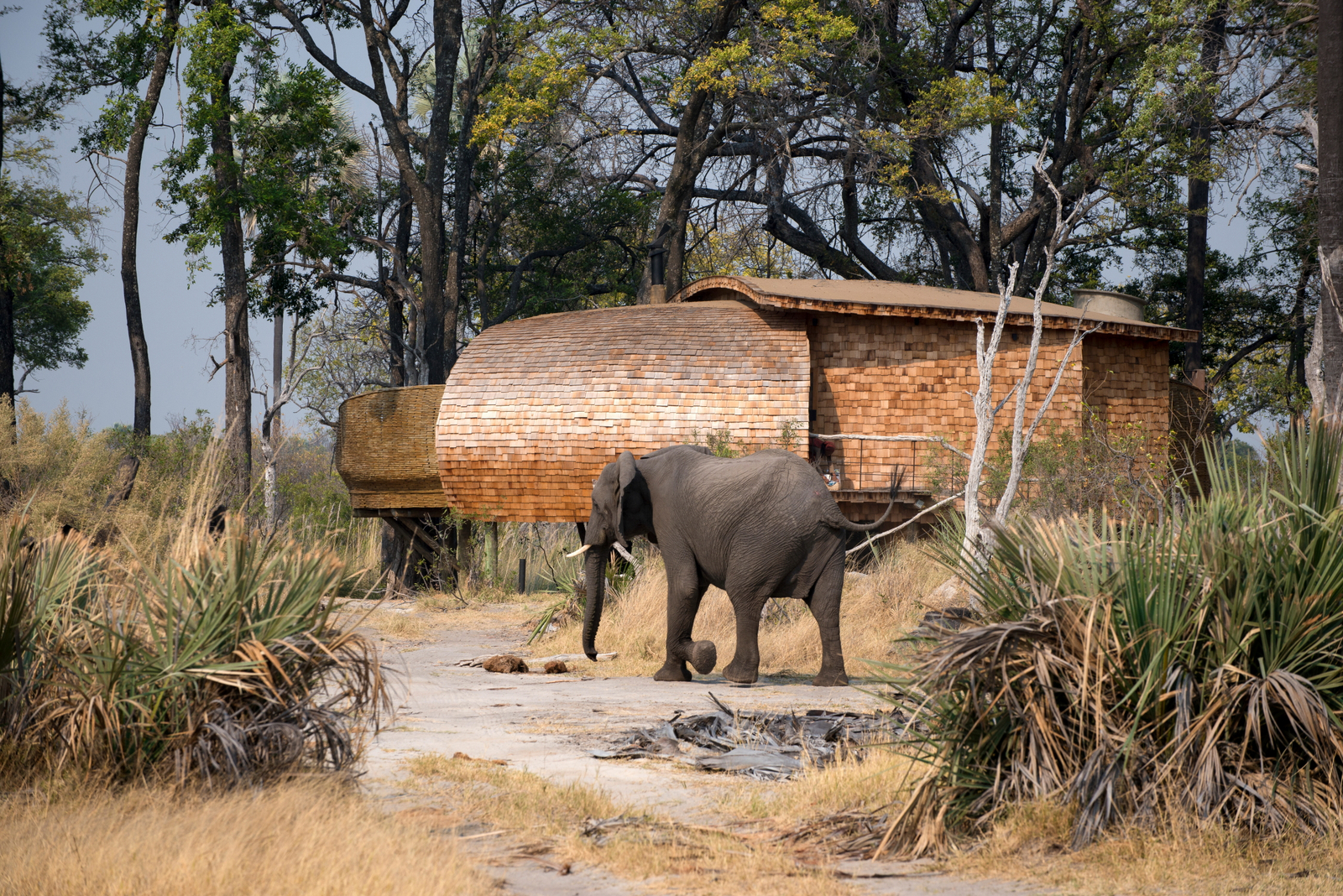 andBeyond Sandibe Okavango Safari Lodge andBeyond Sandibe Okavango Safari Lodge: Elefant im Camp