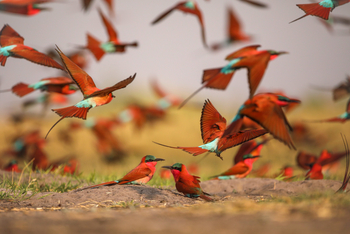 nXamaseri Island Lodge: Carmine Bee-Eaters